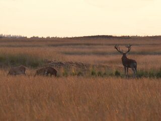 Hoge Veluwe houdt de wolf liefst buiten de deur