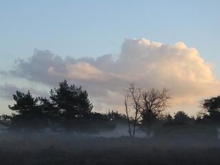 Natuur lijdt flink onder stikstof-hotspot Nederland