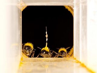 Radar ontrafelt routeplanner van hommels