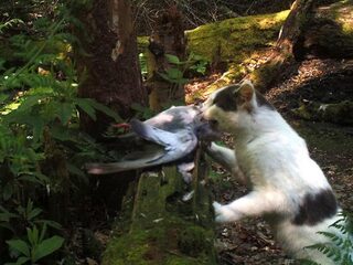 Katten jagen er 's nachts op los en het aantal slachtoffers is zorgwekkend