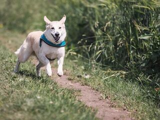 Honden en katten lijden door coronacrisis