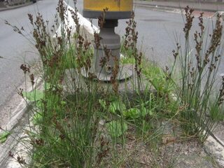 Deze planten profiteren juist van strooizout