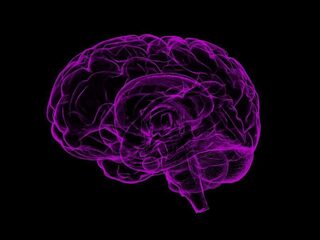 Danken wij ons grote brein aan zetmeel?