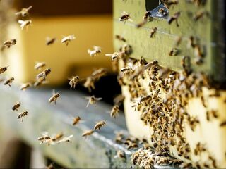 Vandaag op NPO Radio 1: een Portret van een 88-jarige, bij versus bij en Eredivisievoetbal