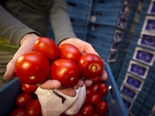 'Windmolens zijn slecht voor tomaten'