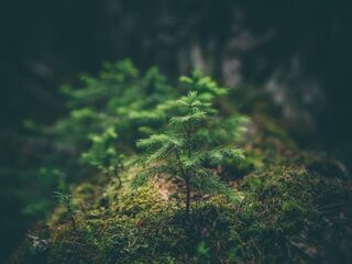 Kunnen bomen elkaar een handje helpen?
