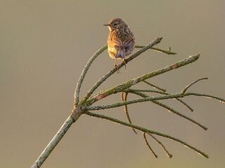 Duizend vogelaars telden vooral kleine vogeltjes