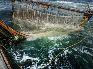 Het pulsvisverbod leunt op jaloezie en bedreigde Franse vissers