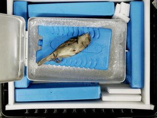 Deze Dag Toen: Dominomus wordt doodgeschoten