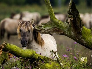 Paardenkadavers blijven soms liggen in de natuur