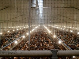 Oplaat: Minister Schouten nam onverantwoord groot risico door late ophokplicht'