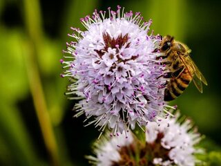 Wat je zelf kunt doen om biodiversiteit te bevorderen