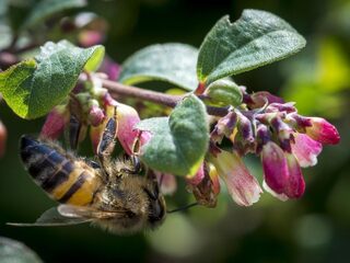 Insecten verdwijnen met huidig afnametempo binnen een eeuw
