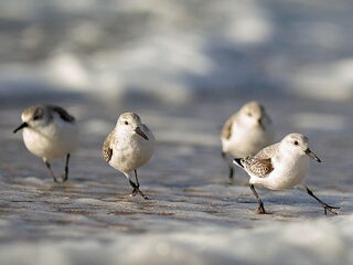 Een mislukt broedseizoen voor de drieteenstrandloper