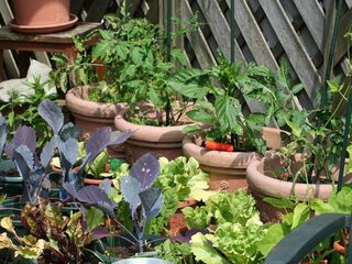 Help jouw moestuin de winter door!