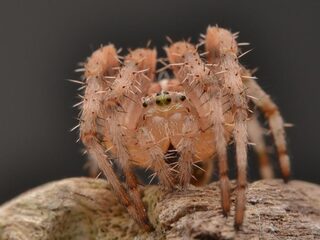 Wat is de uitslag van de Nationale Spinnentelling?