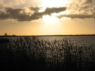 Rietproef in Lauwersmeer gaat ondanks verzet door
