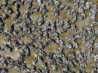 Mosselbanken goed voor natuurherstel