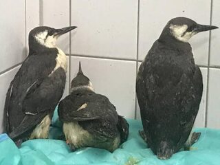 Honderd zeekoeten op de snijtafel: onderzoekers willen oorzaak massale sterfte achterhalen