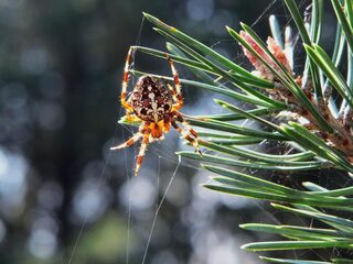 Deze beestjes houden zich schuil in jouw kerstboom