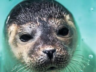 Hoogoplopende emoties over advies zeehonden dood te schieten