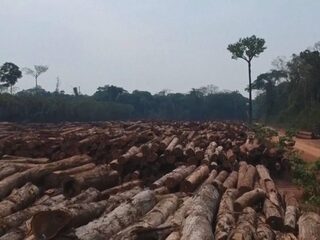 Nederland staat in de top-5 van Europese landen die bijdragen aan ontbossing