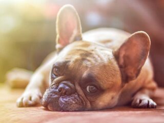 Denk na voordat je een coronapuppy koopt: 'Grote kans op ziektes en verlatingsangst'