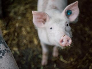 Dierenwelzijn steeds belangrijker voor Nederlanders