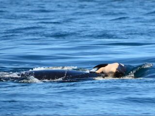 Verdriet of instinct: waarom liet deze orka haar dode jong niet los?