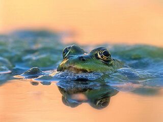 Vliegtuiglawaai kwetst het zelfvertrouwen van een kikker