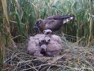 Zeldzame steppekiekendief broedt voor het eerst in Nederland