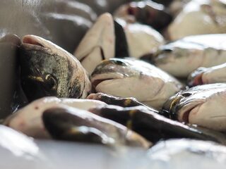 Het welzijn van vissen moet beter beschermd worden