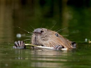 Europese natuur is beschadigd, maar kan hersteld worden!