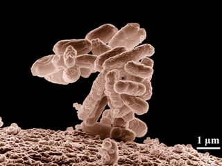 Ouwe poep laat zien hoe ons dieet is veranderd