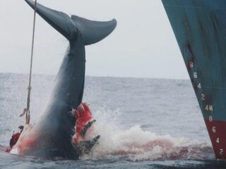 Toen was walvisjacht nog heel gewoon