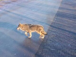 Wolf na lange tijd weer gezien in Friesland, wolvencongres in Brussel