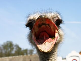 Mensen zijn spreekwoordelijke struisvogels: 'Ze kijken weg en negeren problemen'