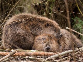 Hoe beperk je de overlast van bevers?