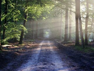 'Terwijl aarde zucht onder klimaatverandering kappen wij bomen en verbreden we snelwegen'