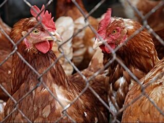 'Nederlandse overheid steunt export van dierenleed'