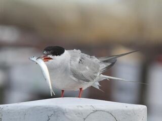 Rapport: spieringvisserij moet voorlopig verboden worden
