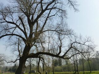 Onze laatste wilde bomen dreigen te verdwijnen en hierom is dat erg