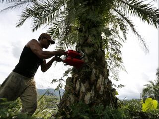 'Met een paar cent extra is het regenwoud te redden'