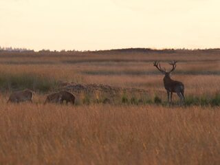 Natuurgebieden verzuren in rap tempo