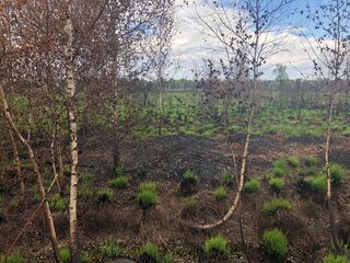 Hoe de natuur in de Deurnese Peel zich snel herstelt