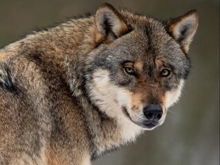 Palen in de grond moeten de wolf in Overijssel tegenhouden