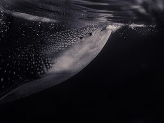 De grootste vissen in zee zijn meisjes