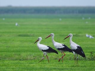 Dit is waarom je nog steeds ooievaars in Nederland ziet