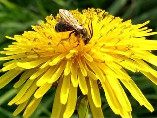 2,5 miljoen euro beschikbaar voor onderzoek naar biodiversiteit
