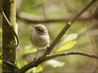 Deze vogels zijn een onomatopee